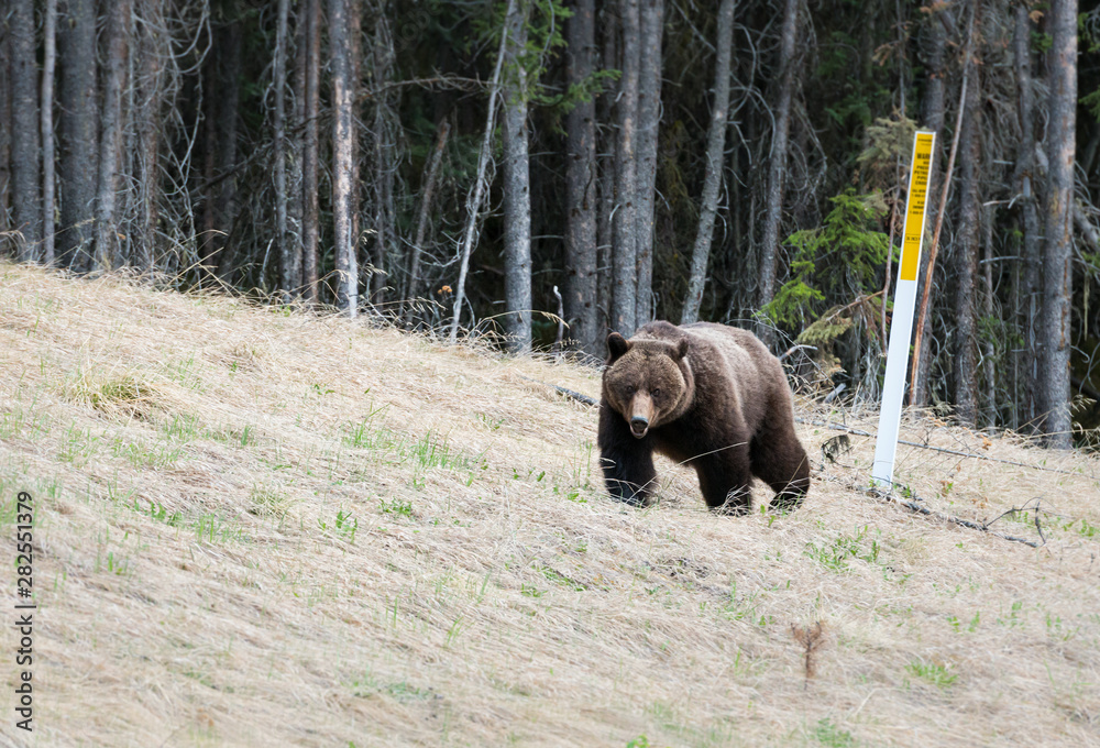 Grizzly bear in the wild Grizzly bear in the wild