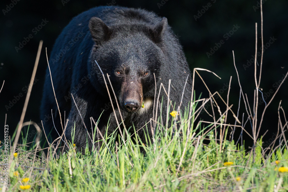 Fototapeta premium Black bear in the wild