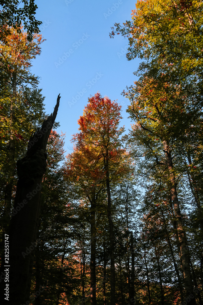 Fototapeta premium autumn leaves reflecting in water