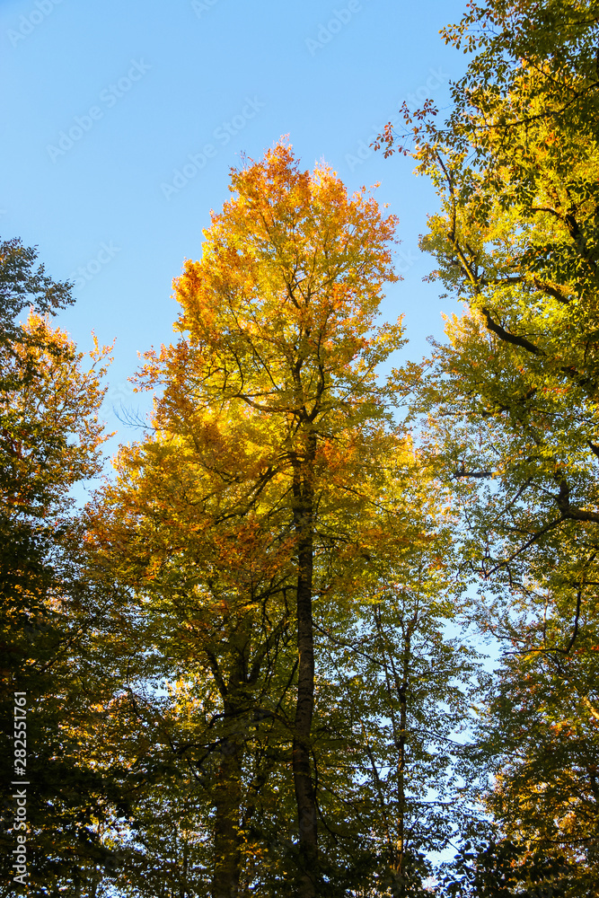 Naklejka premium autumn leaves reflecting in water