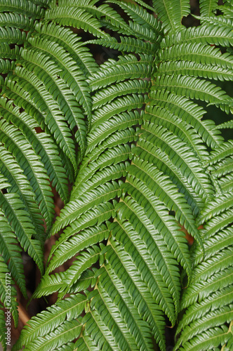 南国沖縄のシダ植物の葉 Stock Photo Adobe Stock