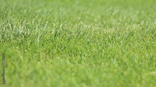 Wallpaper Mural grass with water drops of dew Torontodigital.ca