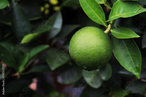Obraz zielone pomarańcze na drzewie