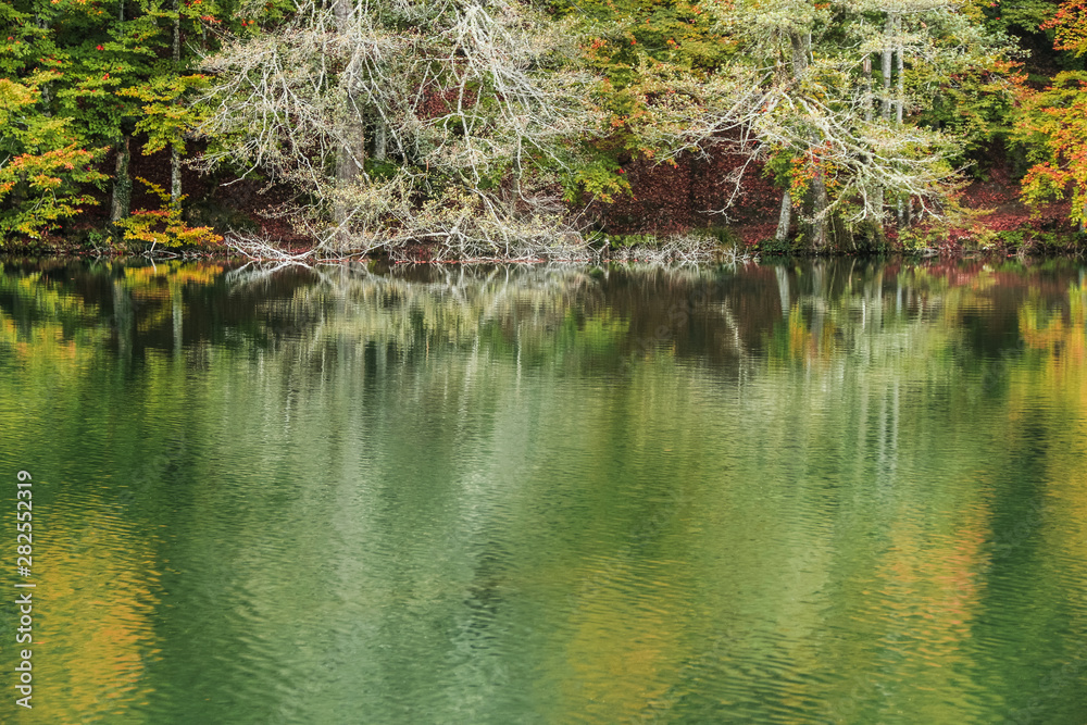 autumn leaves reflecting in water