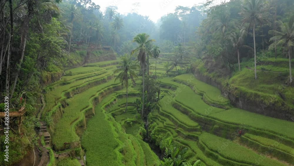 Aerial Forward: Rice Field Valley With Thin Fog Overhead - Jatiluwih Rice Terrace, Bali