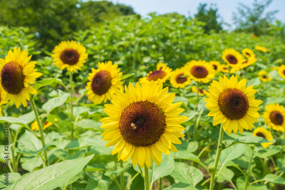 ひまわり畑　向日葵　夏　イメージ　8月　ミツバチ　馬見丘陵公園