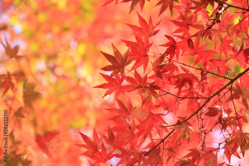 Japanese Maple Red Leaf