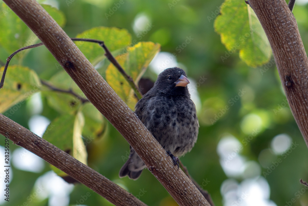 Galapagos Finch perched on a branch of an island Galapagos Finch perched on a branch of an island