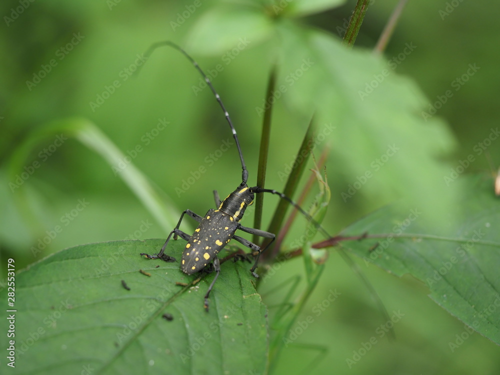 Longhorn beetle Longhorn beetle