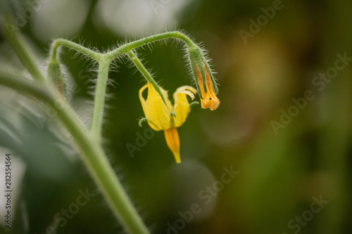 Macro Closeup of Tomato Plant Flowers Emerging
