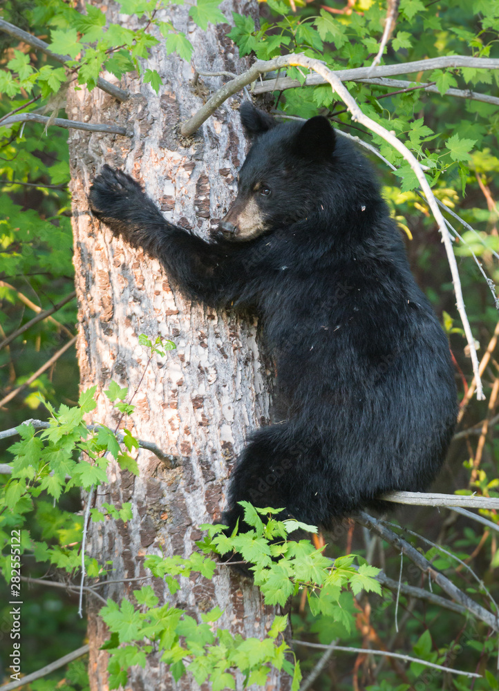 Black bear Black bear