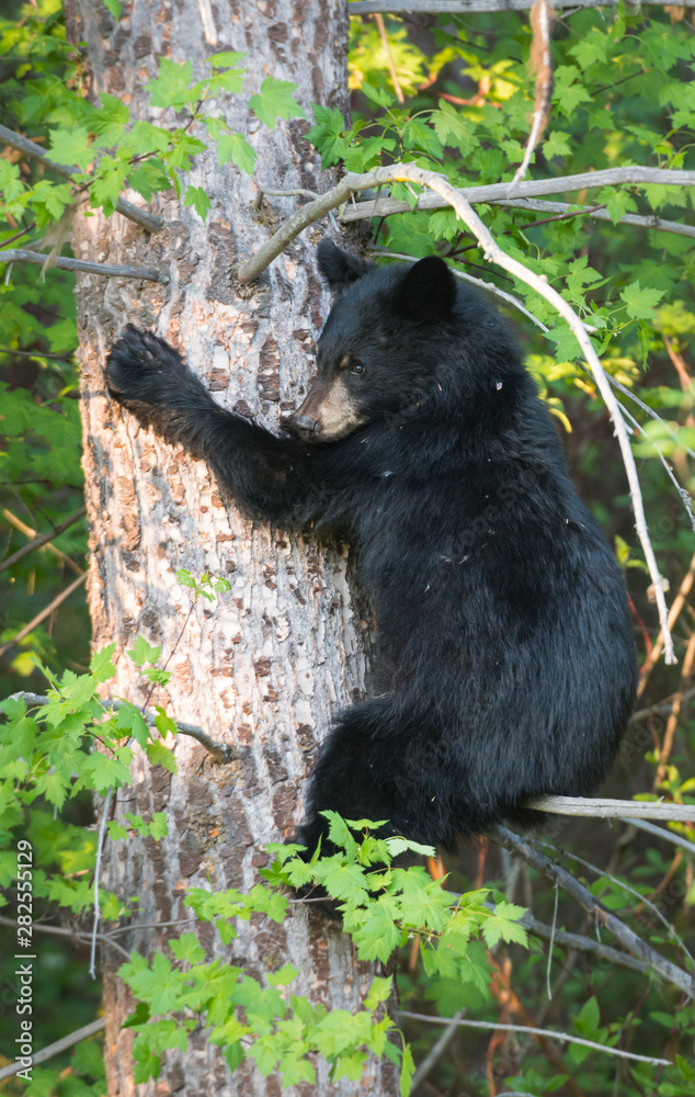 Black bear Black bear