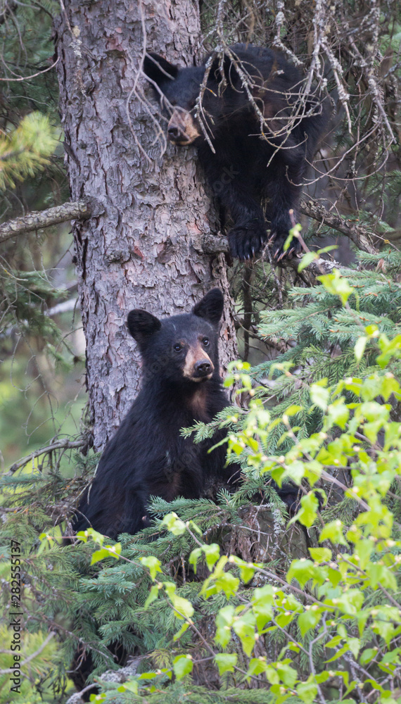 Black bear Black bear