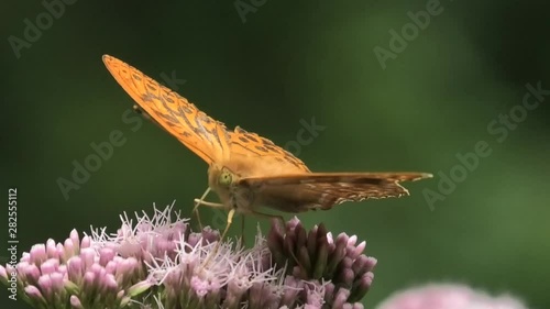 argynnis paphia maschio, farfalla photo