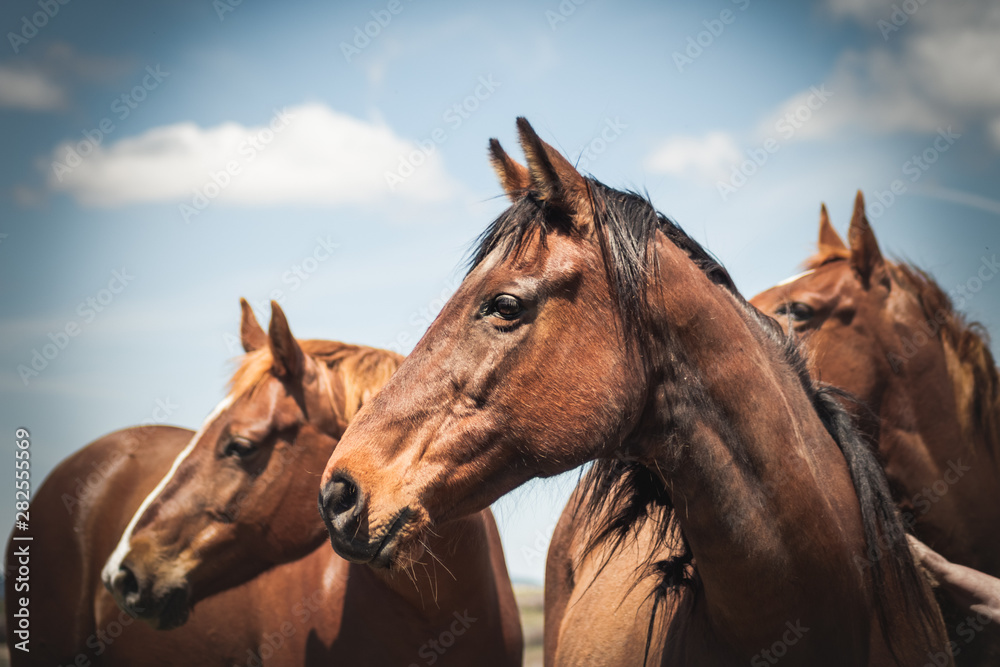 Fototapeta premium Horses Looking to the Side