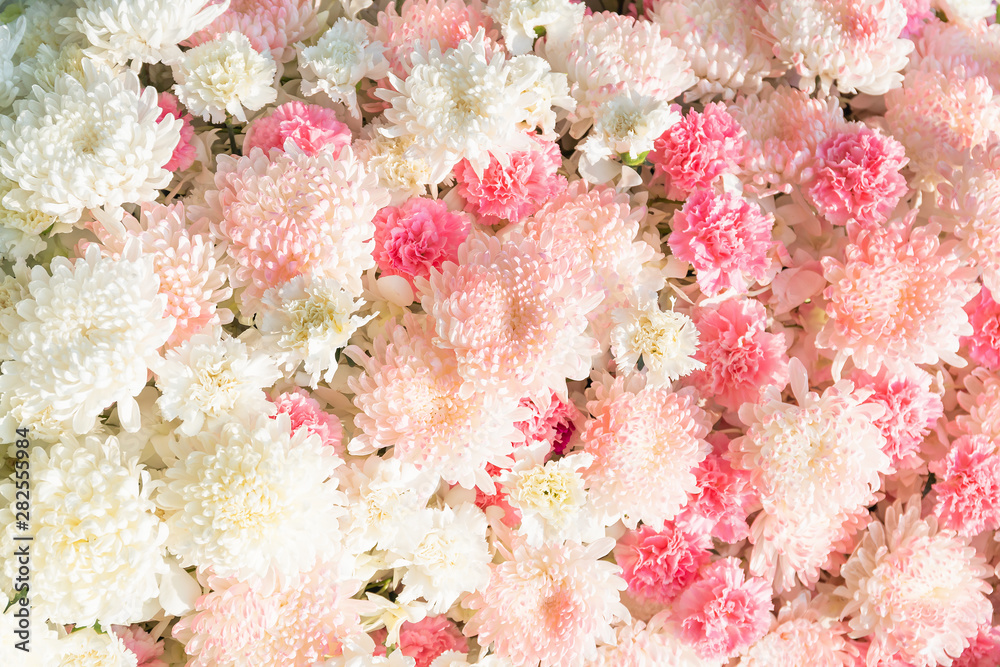 Carnation Flower and chrisanthemum flower Carnation Flower and chrisanthemum flower