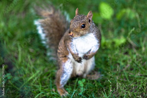 Squirrel enjoying a day in the park