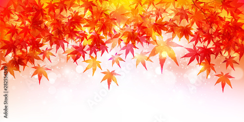 紅葉　もみじ　葉　背景 