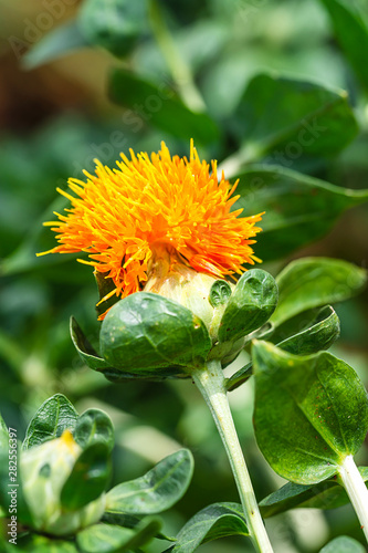 Safflower flowers in a field photo