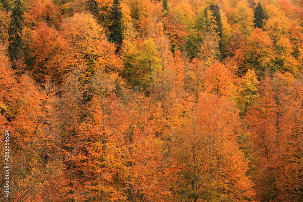 autumn leaves autumn leaves