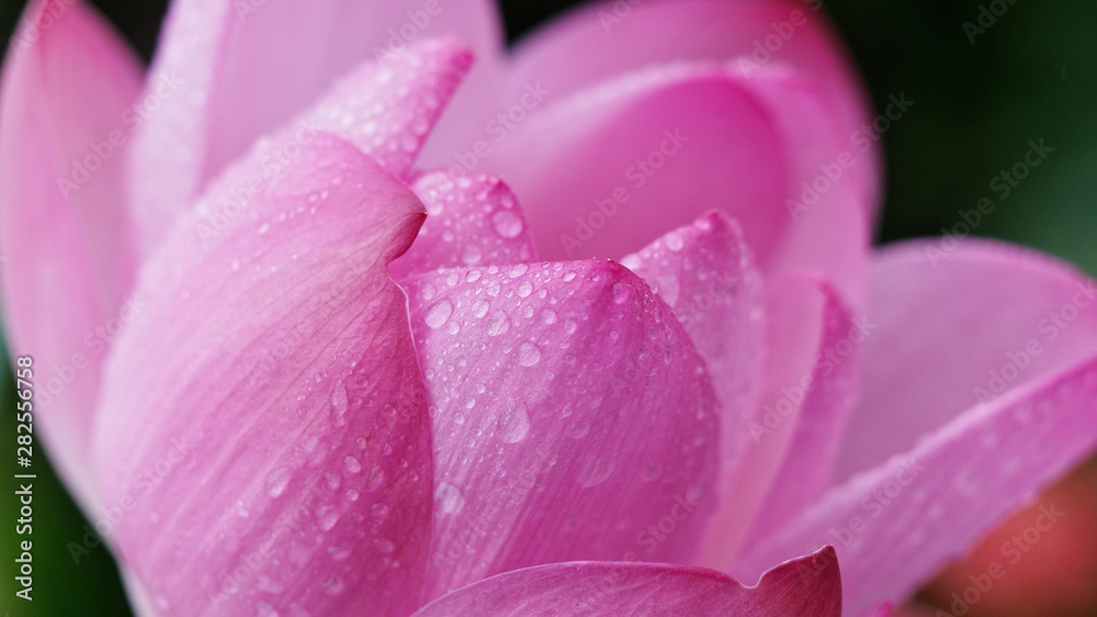 raindrops on pink lotus petals, close up image. raindrops on pink lotus petals, close up image.
