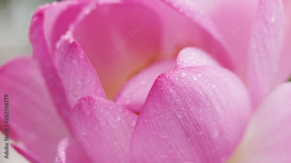 raindrops on pink lotus petals, close up image.