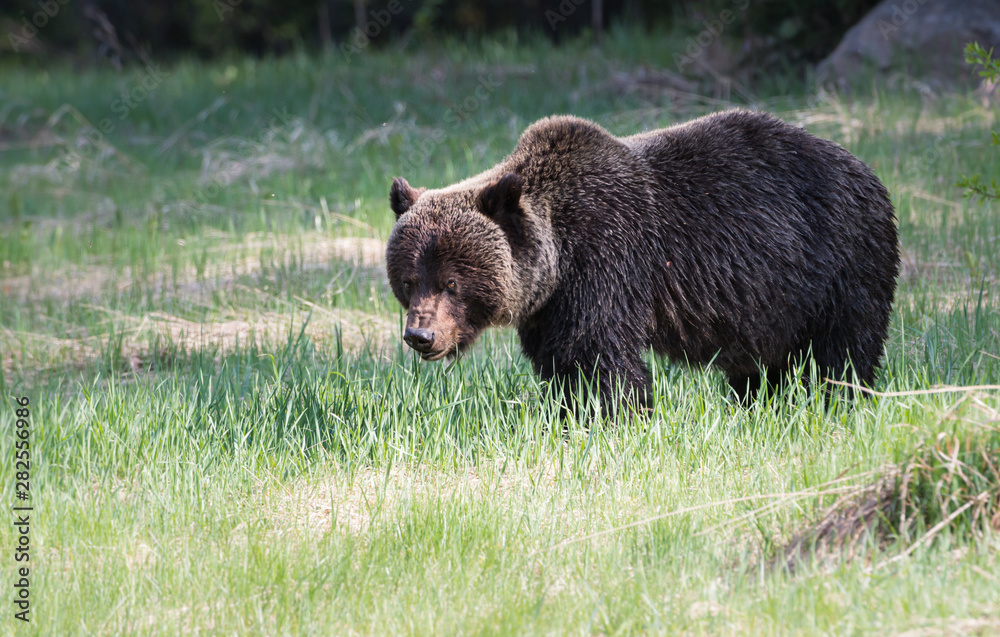 Fototapeta premium Grizzly bear in the wild