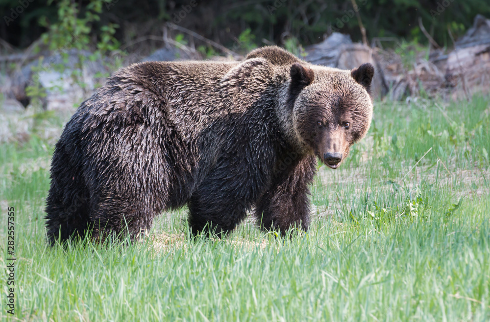 Fototapeta premium Grizzly bear in the wild