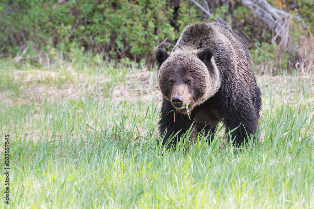 Fototapeta premium Grizzly bear in the wild