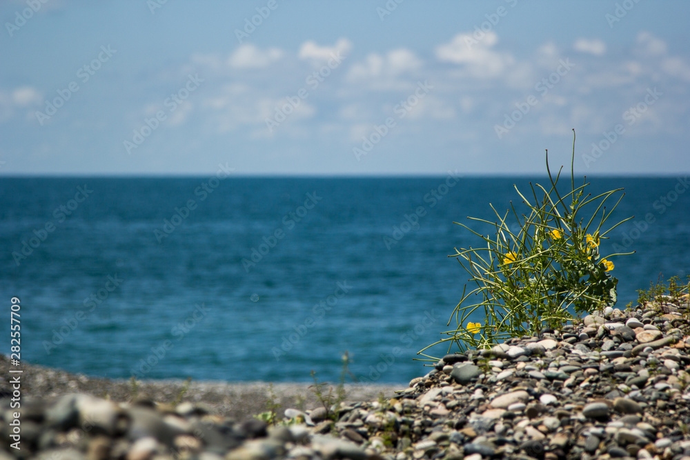 The beach on the Black sea