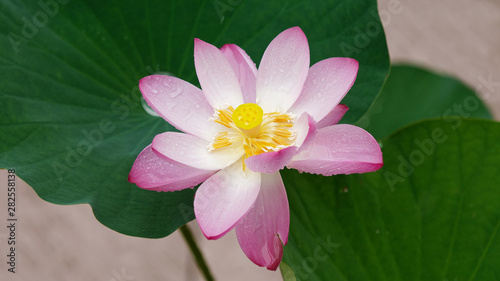 Summer flowers series  beautiful pink lotus flower in raining  close up image  high angle view.