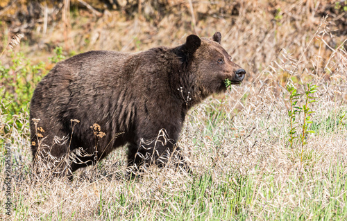 Grizzly bear in the wild © Jillian