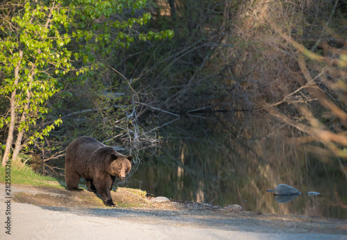 Grizzly bear in the wild