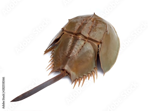 sea shell isolated on white background