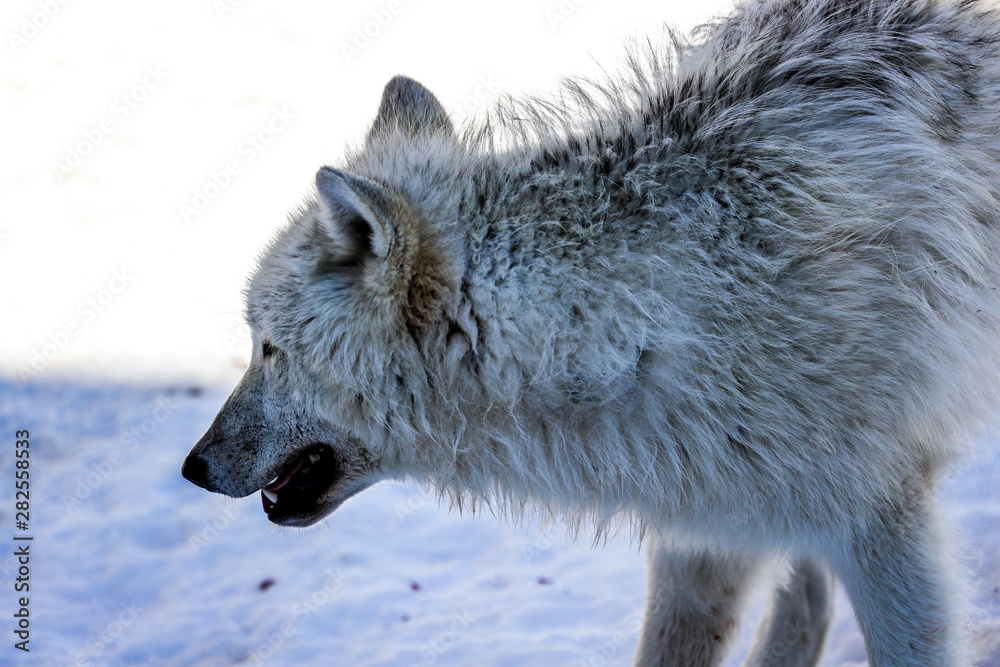 Naklejka premium The Arctic wolf, also known as the white wolf or polar wolf, is a subspecies of grey wolf native to Canada's Queen Elizabeth Islands, from Melville Island to Ellesmere Island
