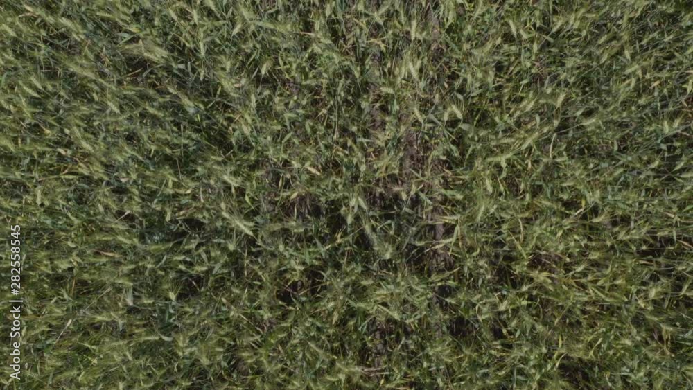 Green wheat field from birds eye view. Aerial shooting Green wheat field from birds eye view. Aerial shooting