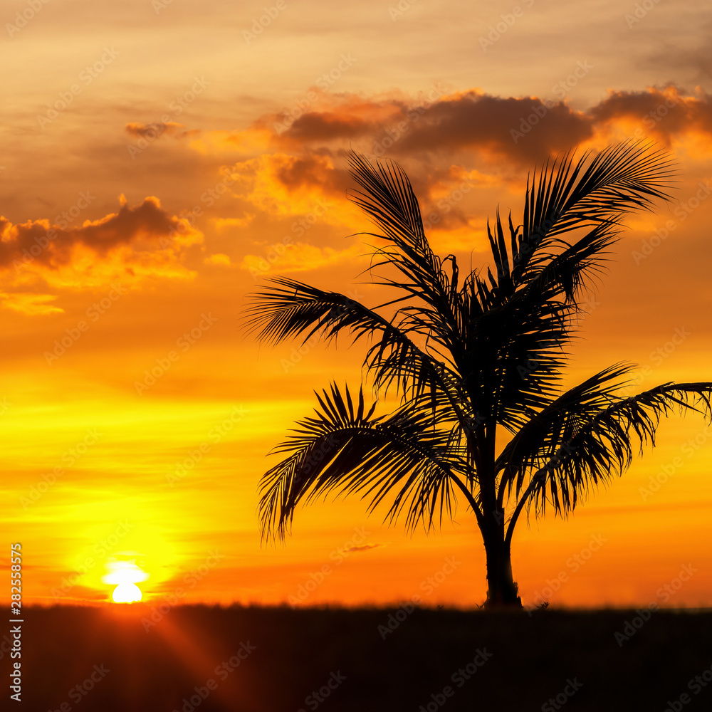 Beautiful Silhouette coconut palm tree on sky neary sea ocean beach at sunset or sunrise time for leisure travel and vacation concept