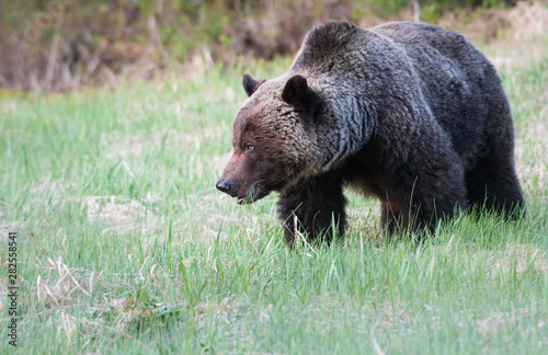 Grizzly bear in the wild