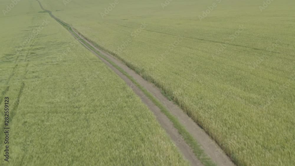 Green wheat field in summer time. Aerial shooting Green wheat field in summer time. Aerial shooting