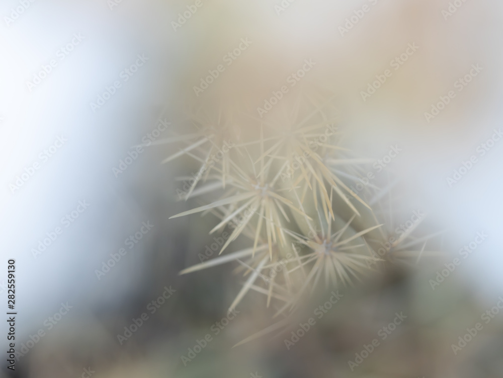Soft focus view through snow and ice of cholla cactus spines.