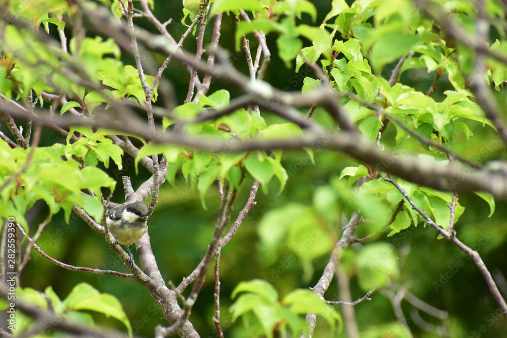 新緑の木に止まるヒガラの幼鳥