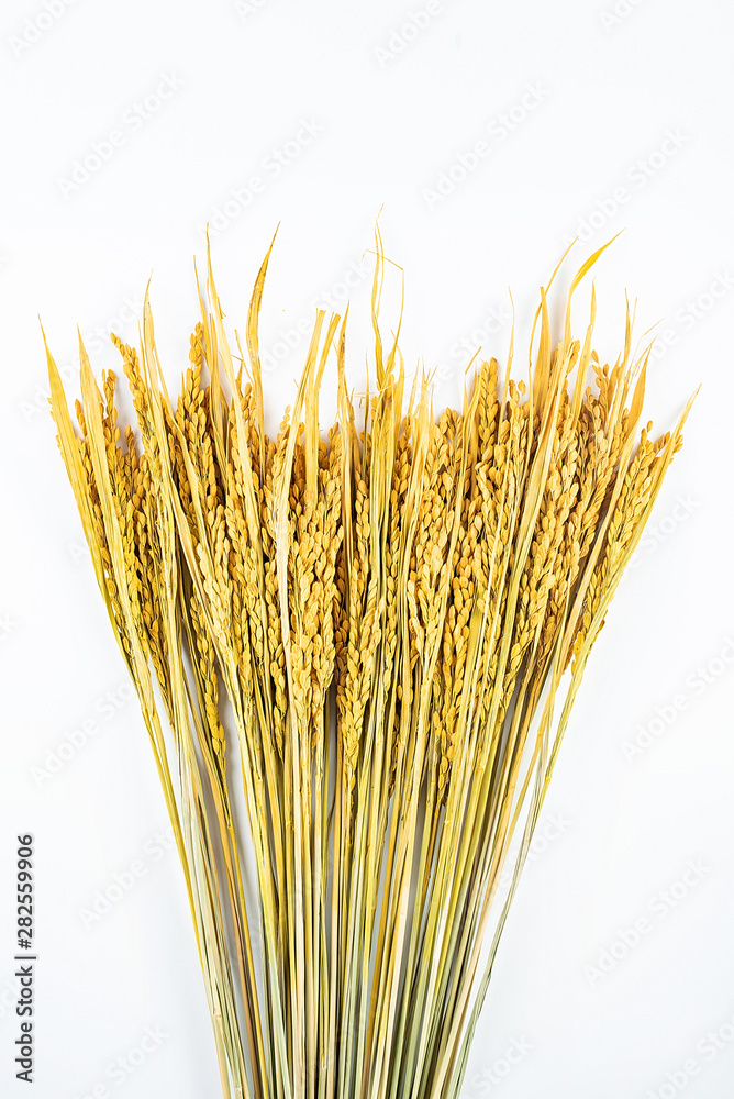 Fototapeta premium a golden rice paddy ear on a white background