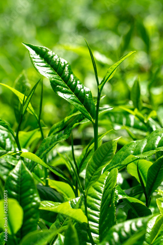 Close up green tea bud and leaves blur background tea plantations in spring