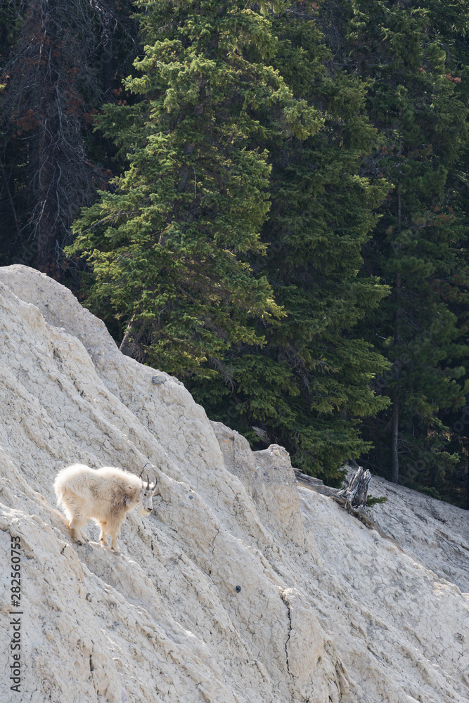 Fototapeta premium Mountain goat in the wild