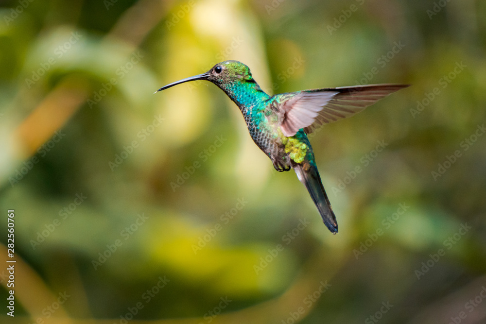 Fototapeta premium Hummingbird flying in the forest of Colombia
