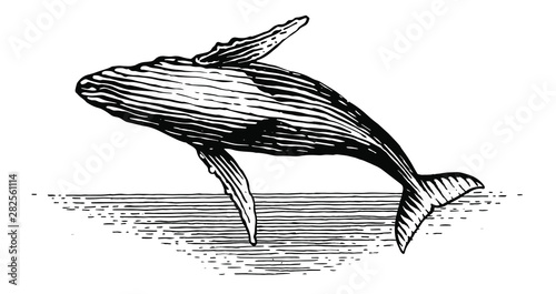 Illustration of a leaping Humpback whale in vintage style