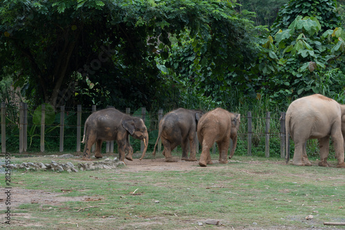 Photography Playful elephants at the zoo in Borneo, Malaysia