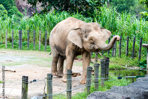 Playful elephants at the zoo in Borneo, Malaysia photo