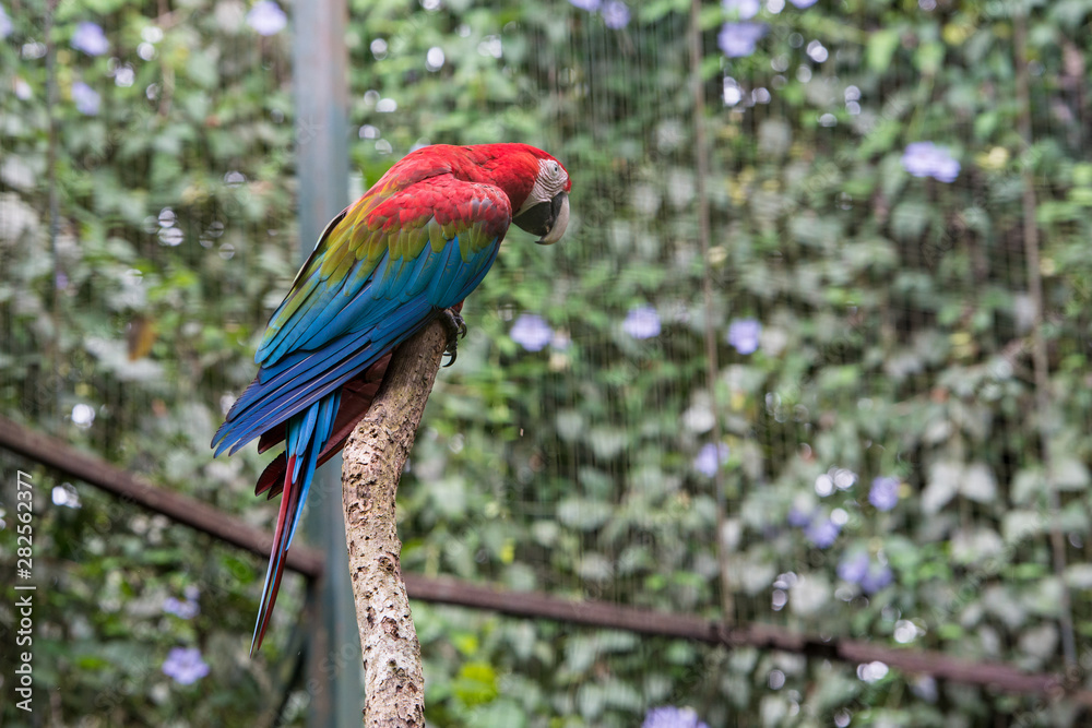 Colourful Parrot at the Zoo, Borneo Colourful Parrot at the Zoo, Borneo