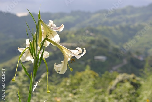 Taiwan lily standing in the mountains Taiwan lily, Lilium formosanum photo